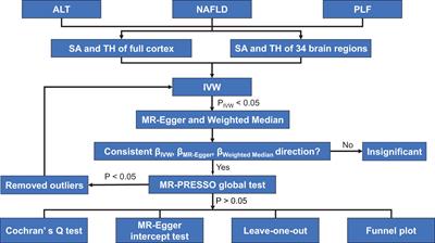 Causal effects of nonalcoholic fatty liver disease on cerebral cortical structure: a Mendelian randomization analysis